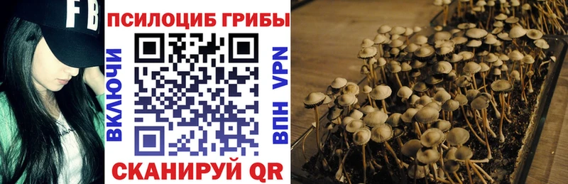 даркнет сайт  Гай  Галлюциногенные грибы Psilocybe 